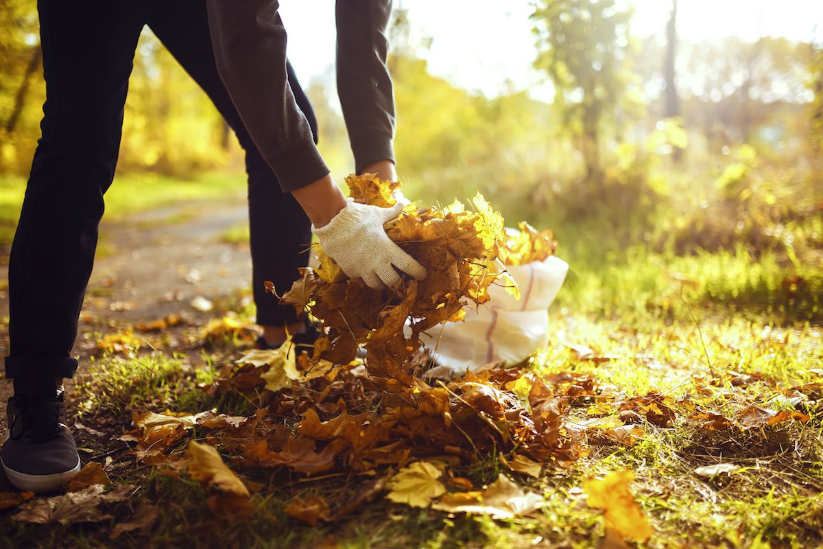 Collecting Leaves by ATN Mechanical