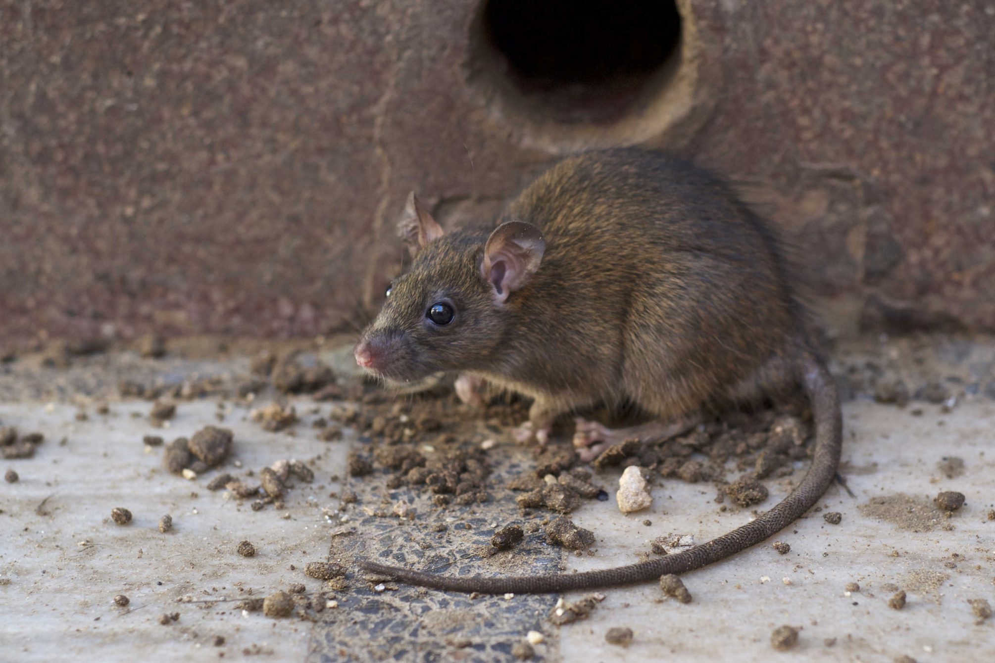 Pest in Air Ducts by ATN Mechanical Systems